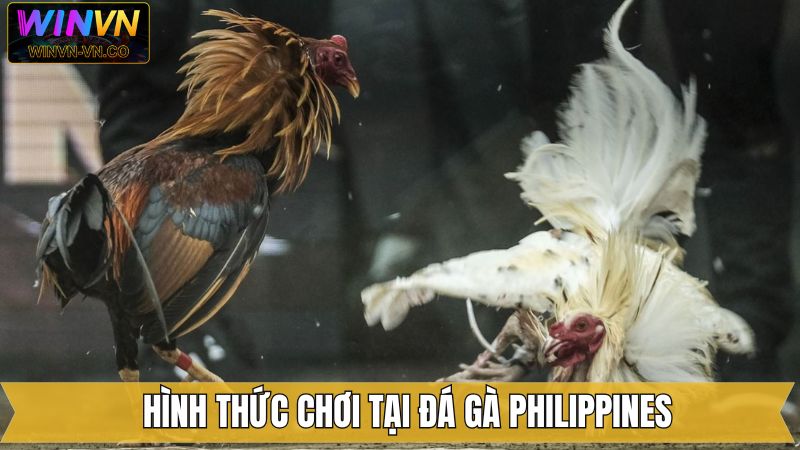 Đá Gà Philippines - Đa Dạng Các Trận Đấu Cuốn Hút Trên Winvn 3 Các loại hình đá gà Philippines kịch tính và hấp dẫn