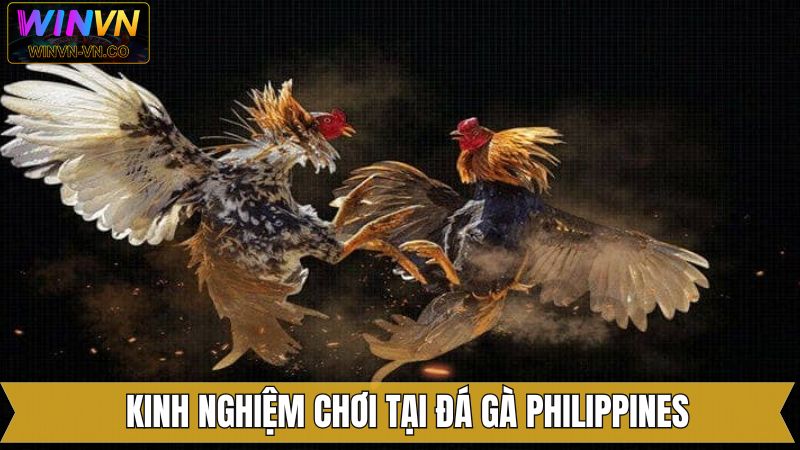 Đá Gà Philippines - Đa Dạng Các Trận Đấu Cuốn Hút Trên Winvn 4 Bí quyết chiến thắng khi tham gia chọi kê Philippines