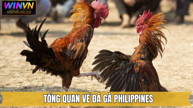 Đá Gà Philippines - Đa Dạng Các Trận Đấu Cuốn Hút Trên Winvn 2 Sơ lược về hình thức chọi kê Philippines